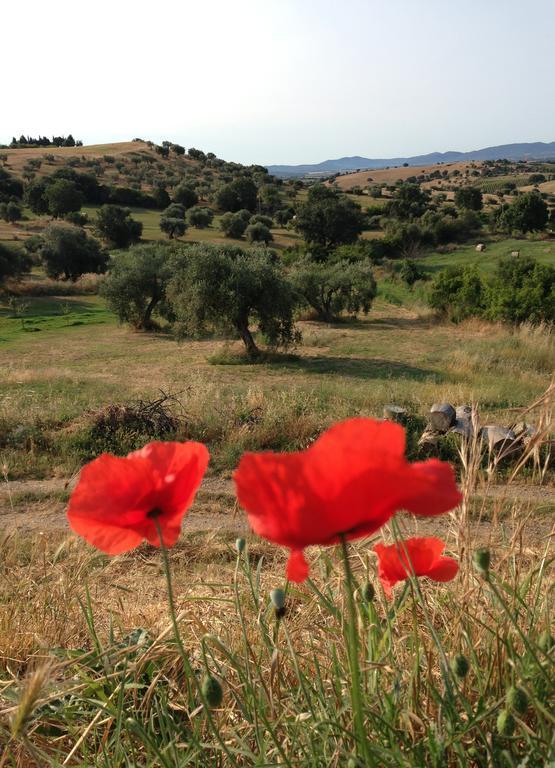 Agriturismo Prati degli Orti Montiano  Esterno foto