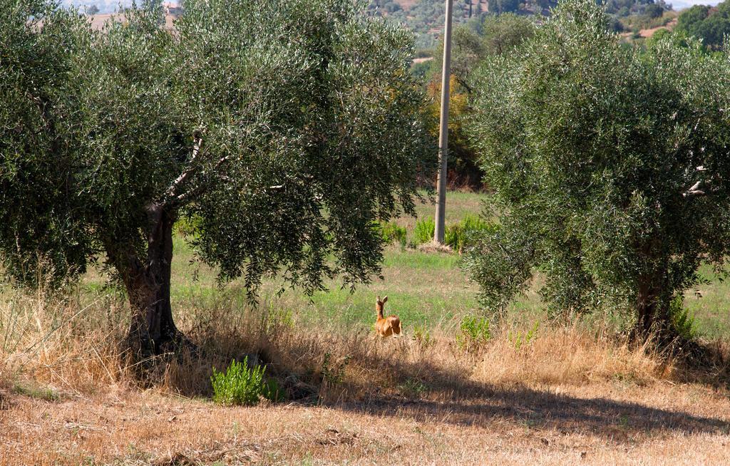 Agriturismo Prati degli Orti Montiano  Esterno foto