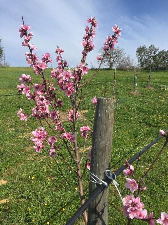 Agriturismo Prati degli Orti Montiano  Esterno foto
