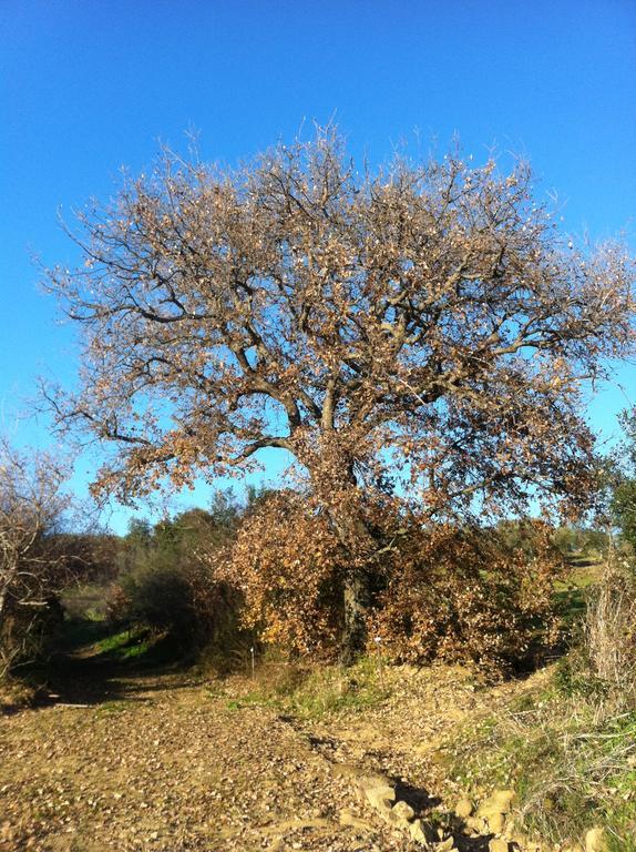 Agriturismo Prati degli Orti Montiano  Esterno foto
